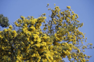 Bask Ülkesi 'ndeki Orman