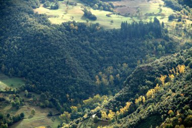 Bask Ülkesi 'ndeki Orman