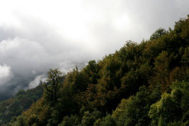 Bask Ülkesi 'ndeki Orman