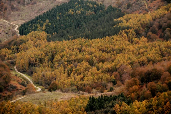 Erdő Baszkföldön — Stock Fotó