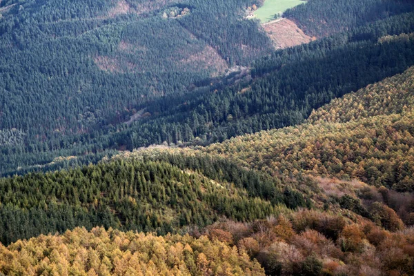 Bosque País Vasco — Foto de Stock