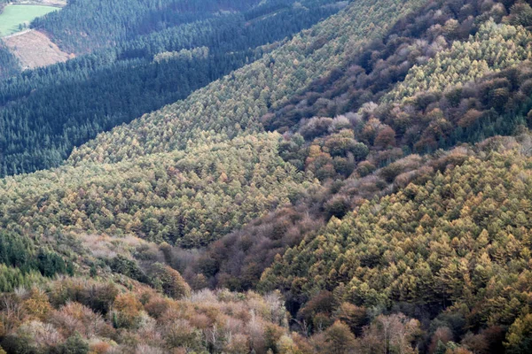 Floresta País Basco — Fotografia de Stock