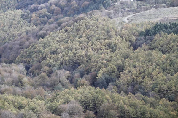 Bask Ülkesi Ndeki Orman — Stok fotoğraf