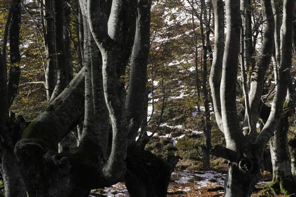 Δάσος Στη Χώρα Των Βάσκων — Φωτογραφία Αρχείου
