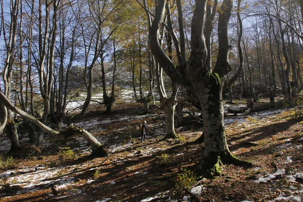 Wald Baskenland — Stockfoto