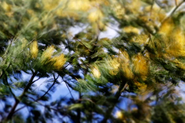 Wald Baskenland — Stockfoto