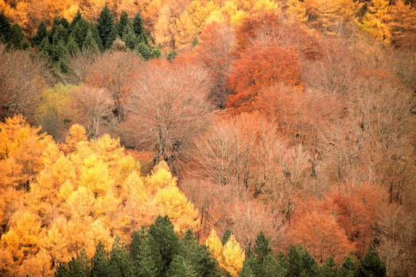 Bossen Baskenland — Stockfoto