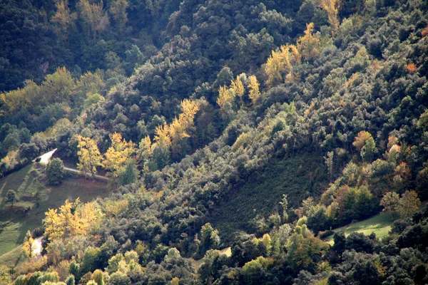 Erdő Baszkföldön — Stock Fotó