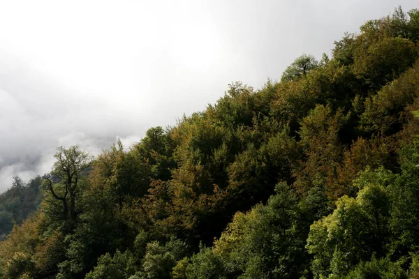 Ліс Країні Басків — стокове фото