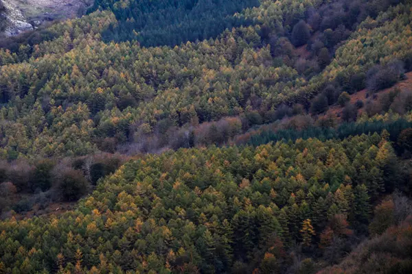 Foresta Nei Paesi Baschi — Foto Stock