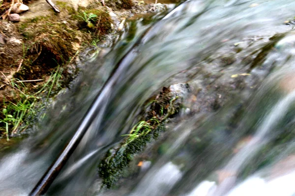 Ormandaki Küçük Nehir — Stok fotoğraf