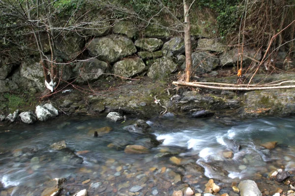 Kleiner Fluss Wald — Stockfoto