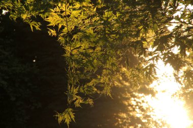 Bir şehir parkında bitki örtüsü