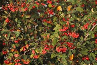 Bir şehir parkında bitki örtüsü