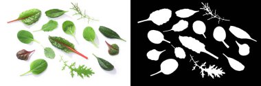 Microgreens ya da Bebek Yeşiller: Chard, Tat soi, Pak choi, Mizuna, ıspanak. Üstten görünüm