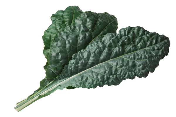 Curly Leaf Cabbage Kale Nero Toscana Brassica Oleracea — Stock Photo, Image