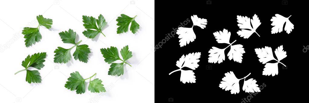 Flat-leaved Parsley (foliage of Petroselinum crispum), top view