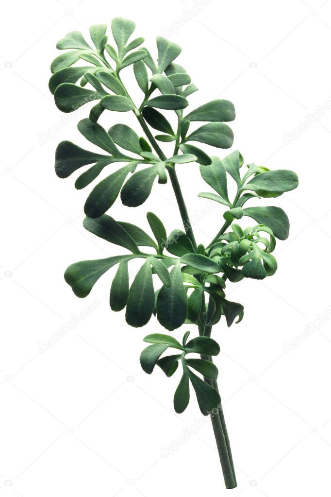 Rue, a herb-of-grace (Ruta graveolens) plant