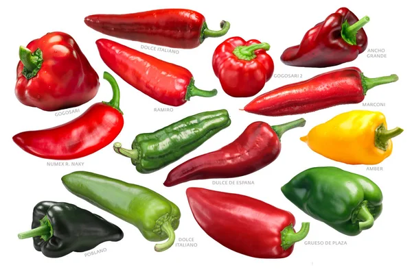 Sweet Bell Peppers Collection Non Pungent Capsicum Annuum Spp Fruits — Stock Photo, Image