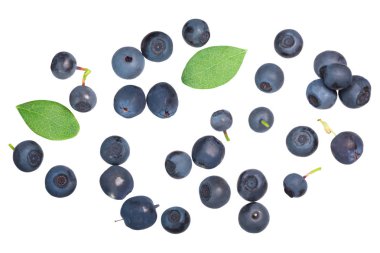 Yavrunun vahşi bilberries ve yaban mersini (Vaccinium myrtillus meyve), üstten görünüm