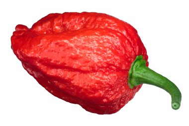 Dorset Naga veya Naga Morich biber (Capsicum chinense), üstten görünüm