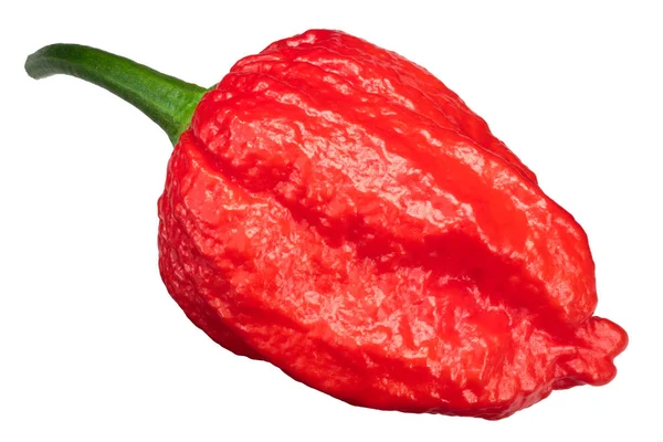 Dorset Naga Naga Morich Pimienta Capsicum Annuum Vista Superior — Foto de Stock