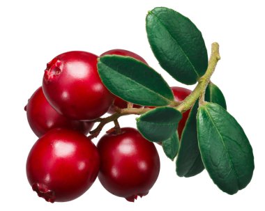 İsveç kirazı (Vaccinium vitis-idaea meyvelerini) yaprakları ile