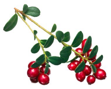 İsveç kirazı (Vaccinium vitis-idaea meyvelerini) yaprakları, üstten görünüm ile