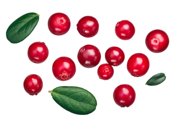 Lingonberry Плоди Vaccinium Vitis Idaea Листям Вид Зверху — стокове фото