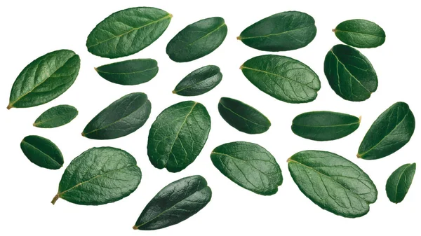 Lingonberry leaves (Vaccinium vitis-idaea foliage), top view — Stock Image Lingonberry Leaves Vaccinium Vitis Idaea Foliage Top View Stock Image