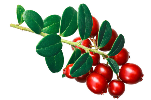 Lingonberry branch (Vaccinium vitis-idaea) with leaves, top view