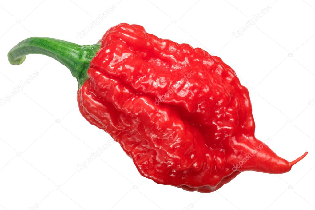 Carolina Reaper pepper (Capsicum chinense X C. frutescens), an extremely hot chile (2 milllion SHU), top view