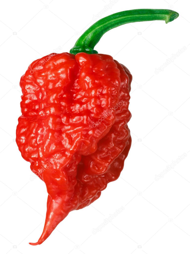 Carolina Reaper pepper (Capsicum chinense X C. frutescens), an extremely hot chile (2 milllion SHU) 
