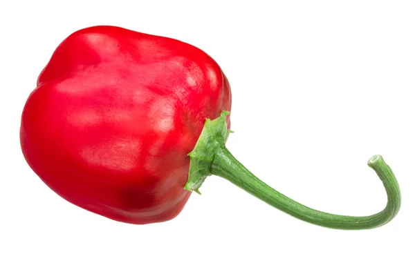 Malawi Piquante Chili Peper Peperdauw Bij Inslag Capsicum Baccatum Hele — Stockfoto