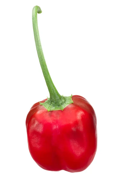 Malawi Piquante Chile Peppar Peppardagg Vid Betning Capsicum Baccatum Hela — Stockfoto