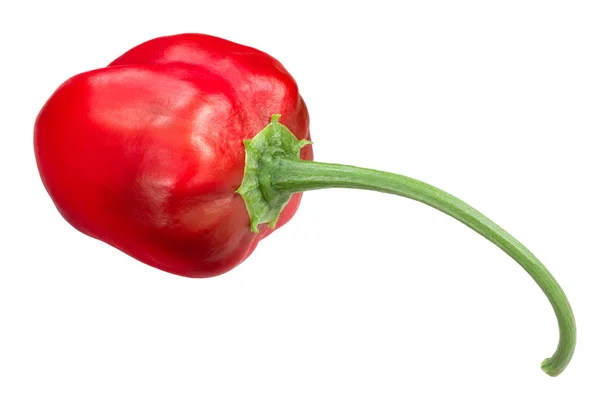 Malawi Piquante Chile Pepper Pepperdew Όταν Τουρσί Capsicum Baccatum Ολόκληρο — Φωτογραφία Αρχείου