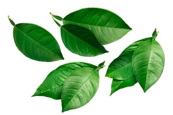 Citrus leaves (lemon, orange, grapefruit) isolated on white