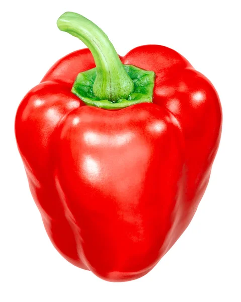 Red Bell Pepper Capsicum Annuum Whole Pod — Stock Photo, Image