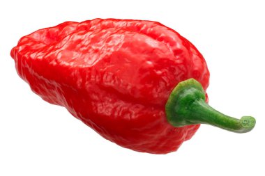 Dorset Naga ya da Naga Morich biberi (Capsicum chinense x C. frutescens), tüm olgun kapsül