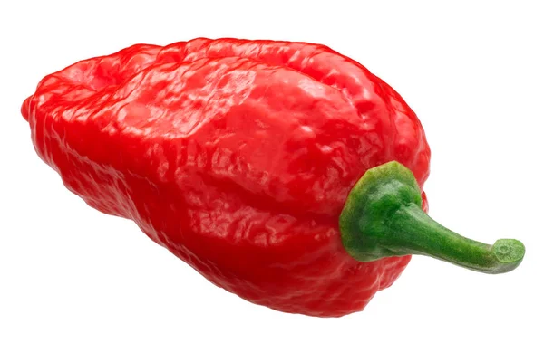 Dorset Naga Naga Morich Pimenta Capsicum Chinense Frutescens Vagem Madura — Fotografia de Stock