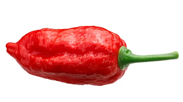 Dorset Naga Naga Morich Peper Capsicum Chinense Frutescens Hele Rijpe — Stockfoto