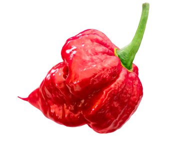 Trinidad Scorpion Şili biberi (Capsicum chinense meyvesi), tüm olgun kapsül