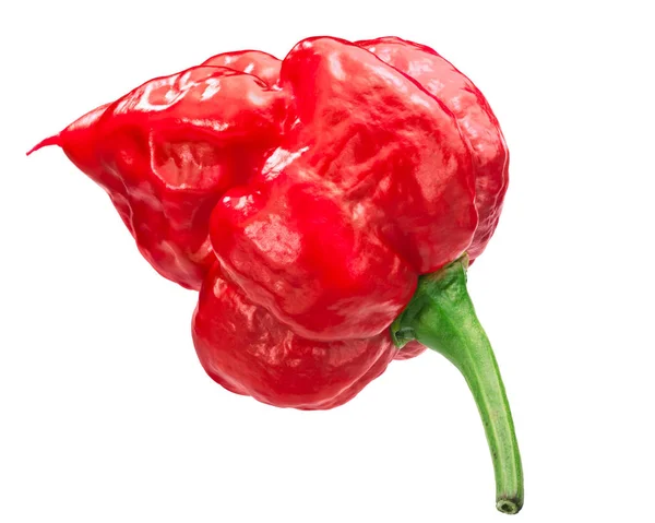 Trinidad Scorpion Chile Peppar Capsicum Chinense Frukt Hela Mogna Skida — Stockfoto