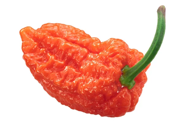 Πορτοκαλί Naga Chile Pepper Capsicum Chinense Frutescens Ολόκληρο Λοβό — Φωτογραφία Αρχείου