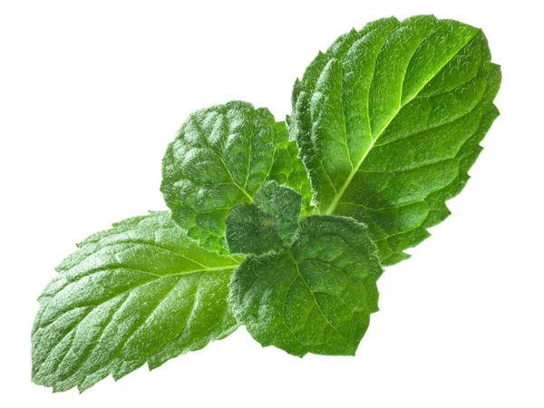 Peppermint mint m. piperita leaves, paths — Stok Foto