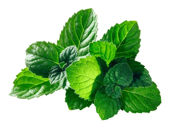 Peppermint mint m. piperita leaves, paths — Stok Foto