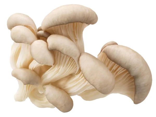 Funghi dell'ostrica pleurotus, sentieri — Foto Stock