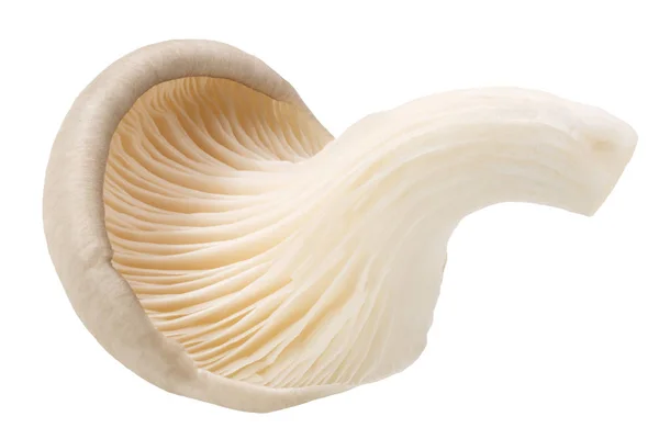 Austernpilz Pleurotus, Wege — Stockfoto