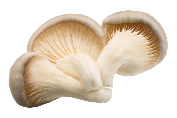 Setas de ostra pleurotus, caminos —  Fotos de Stock