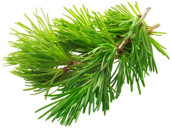 Tak van lariks Larix sibirica, paden — Stockfoto